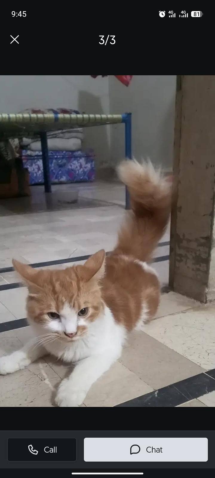 Persian cat 2
