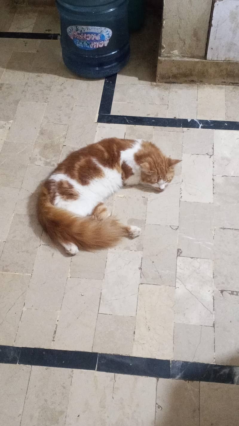 Persian cat 3