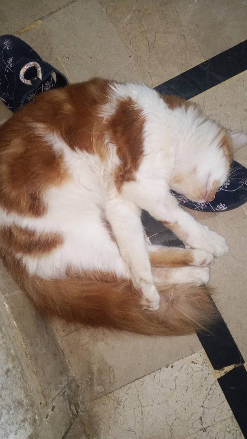 Persian cat 4