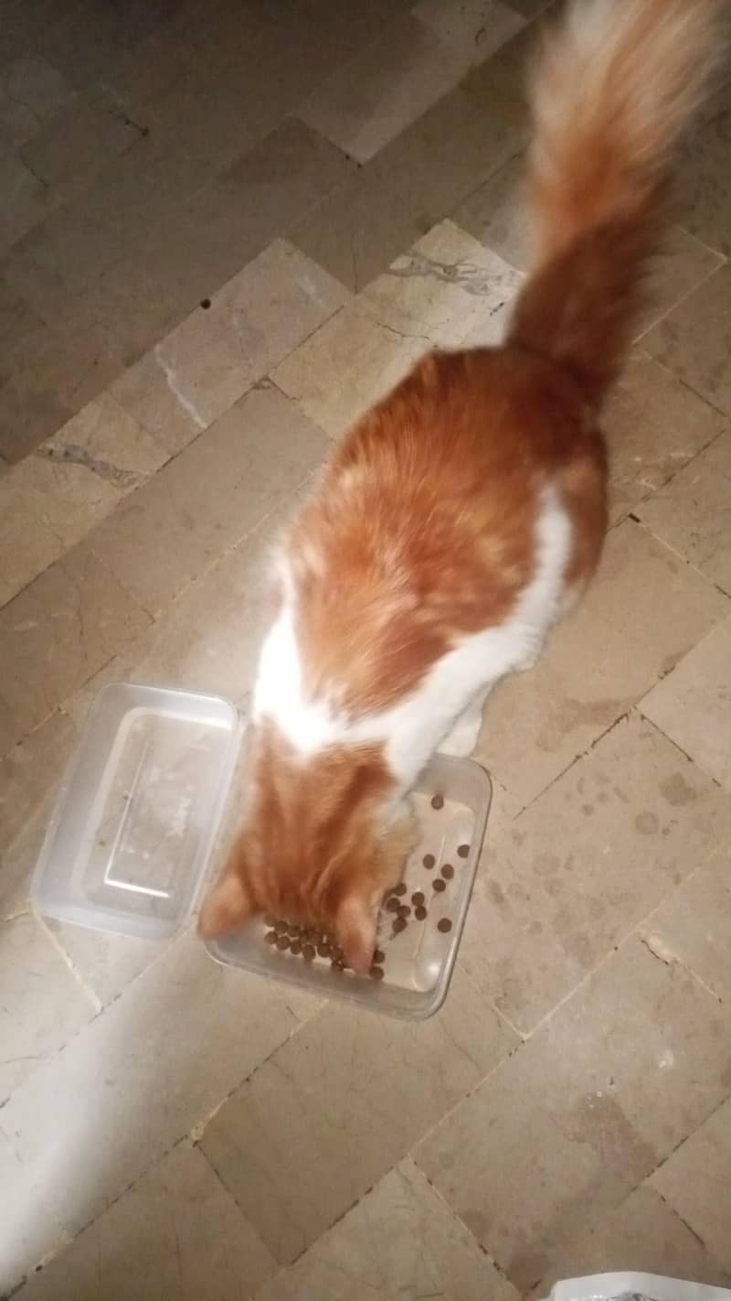Persian cat 5
