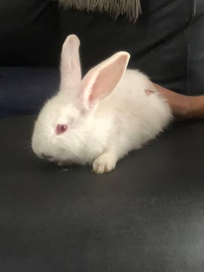 Premium New Zealand White Rabbits – Purebred & Healthy