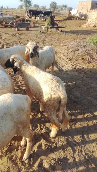 Bakra and sheep for sale in bahwalpur