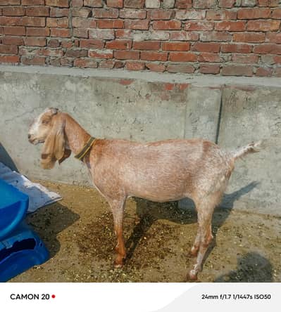 Bakri sale for Qurbani