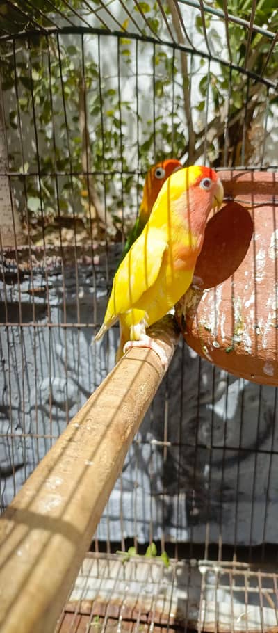 Lotino breeder female read  ad