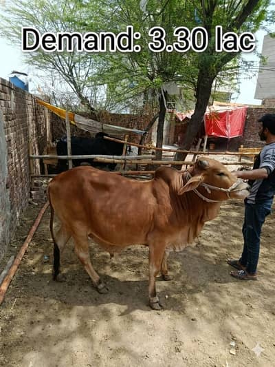 Sahiwal Bull || Bachra || donda wacha || Qurbani 2026 || bulls ||wacha
