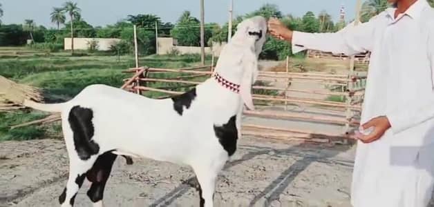 Qurbani ke Liye Bakra For Sale _ 03704815728