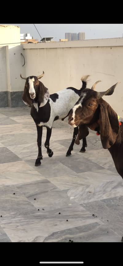 Khassi jodi 2 dant
