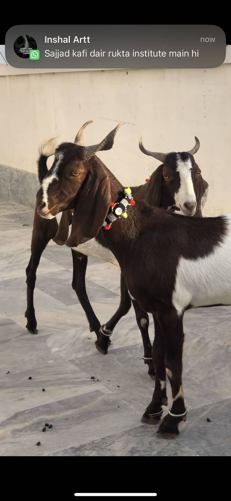 Khassi jodi 2 dant 1
