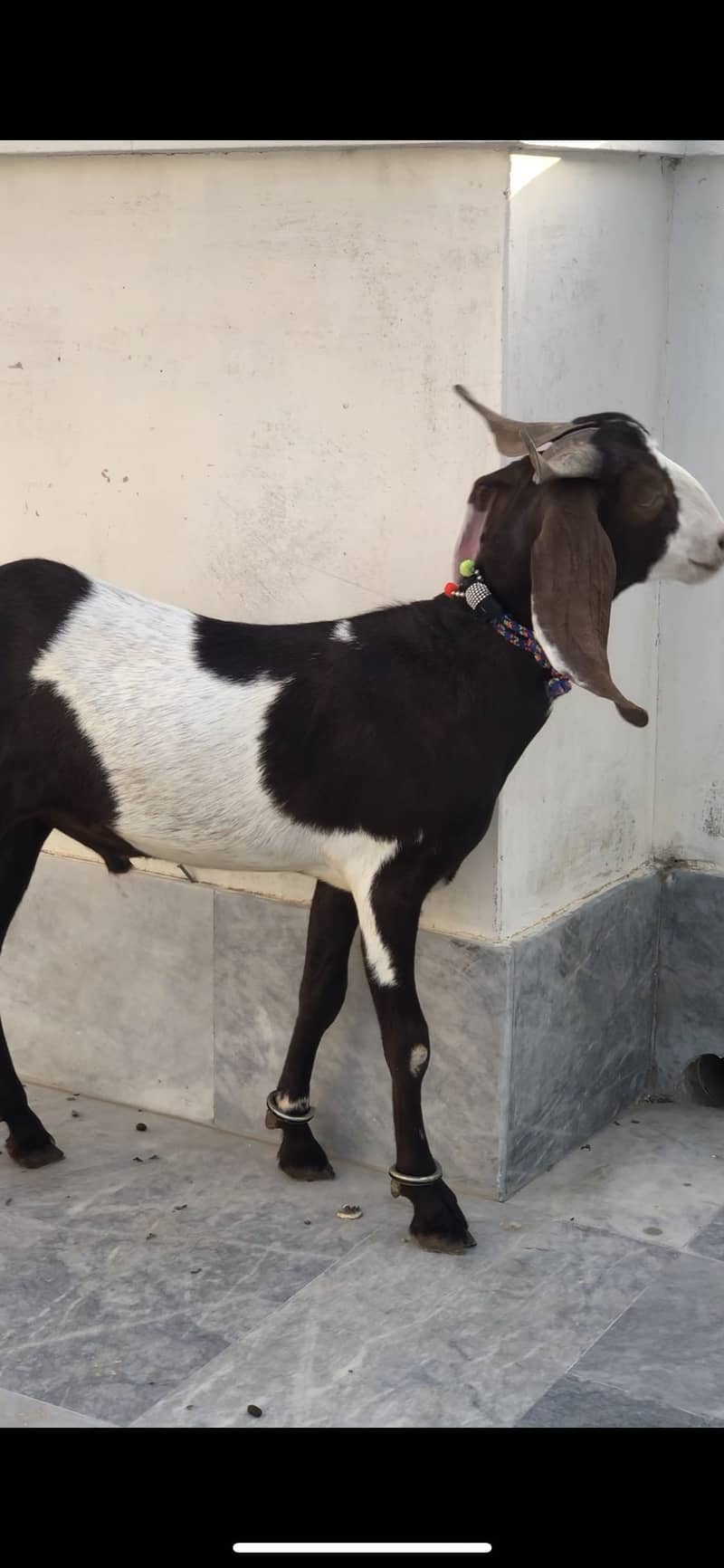 Khassi jodi 2 dant 2