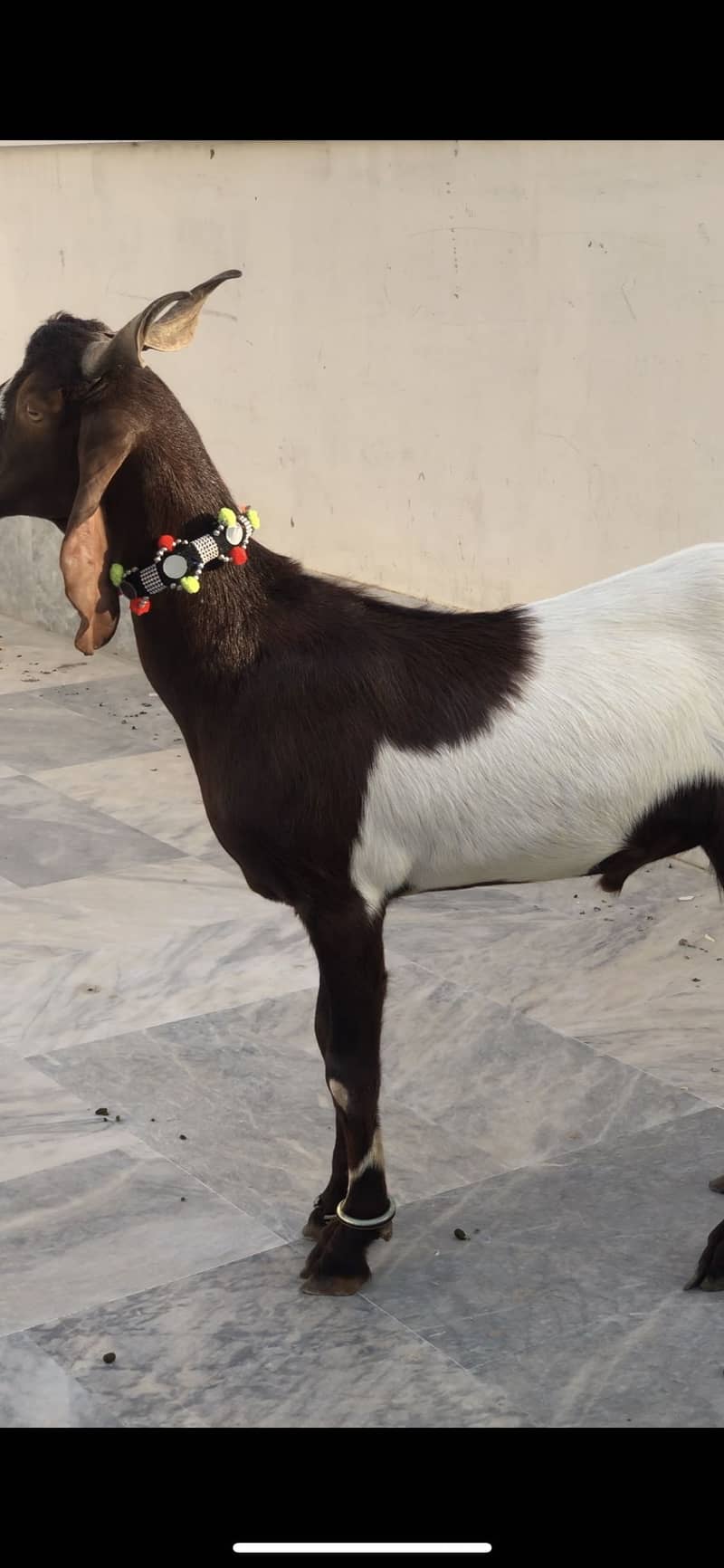 Khassi jodi 2 dant 3