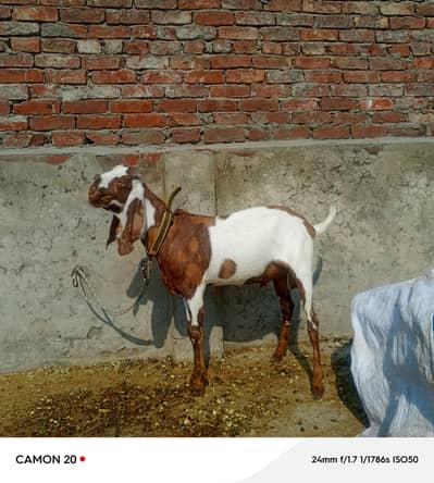 Bakera for sale