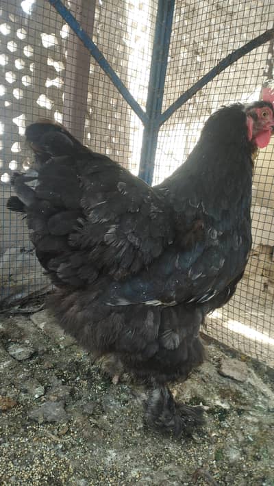 black buff