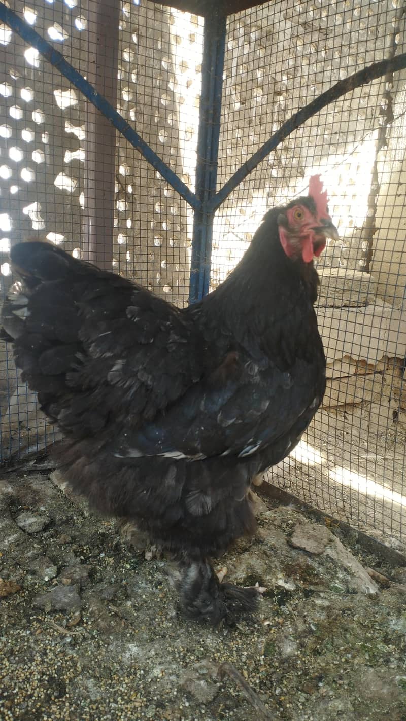 black buff 1