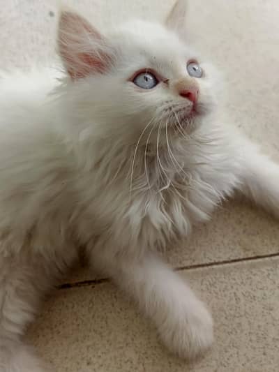 Persian white kitten