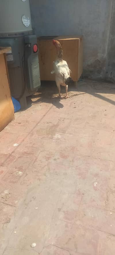 shamo breeder maadi