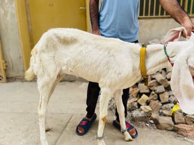 Female Rajanpuri Goat
