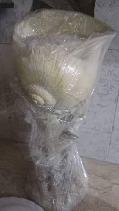 decoration piece