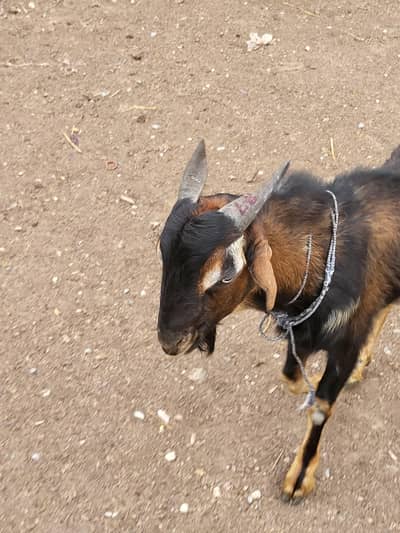 goat bakra for qurbani
