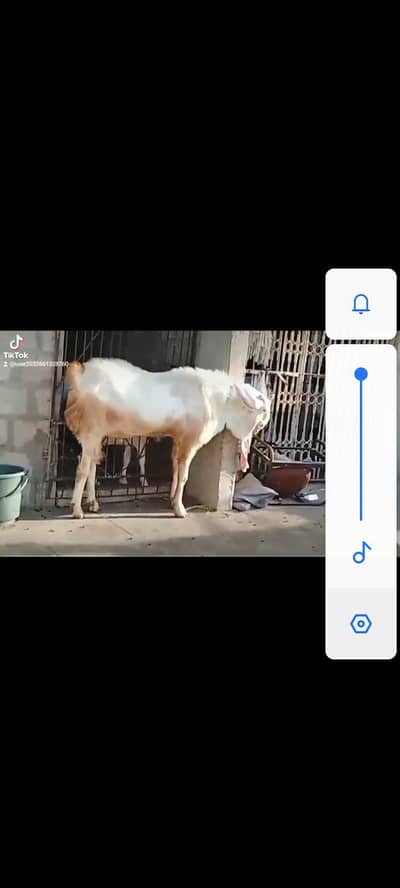 breeder hai full gulabi