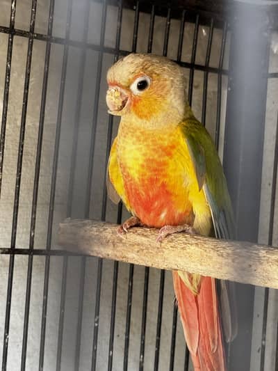 1 pineaple conure chick