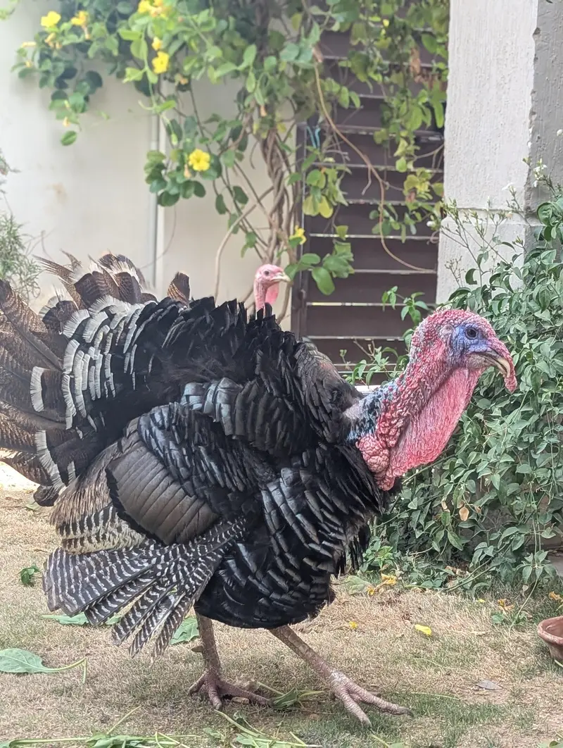Turkey Breeder Jumbo Male