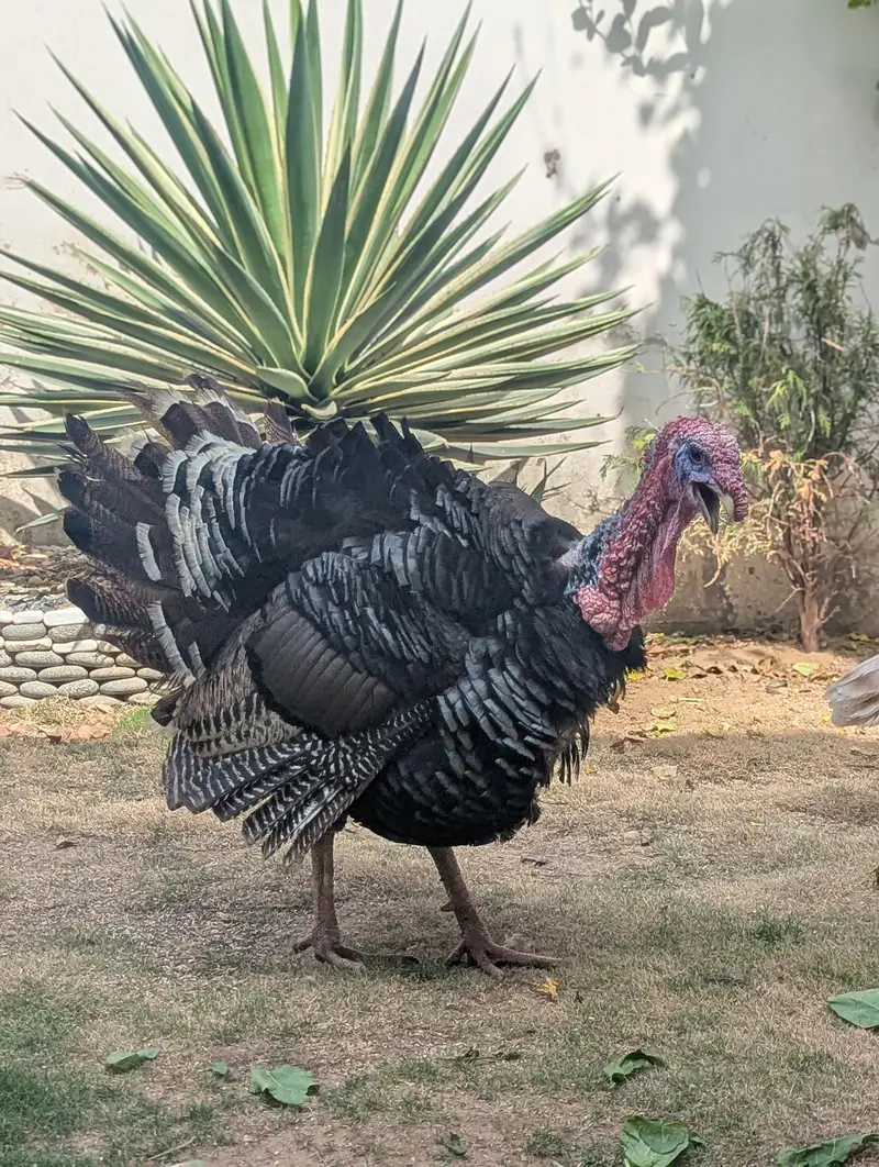 Turkey Breeder Jumbo Male — photo 6