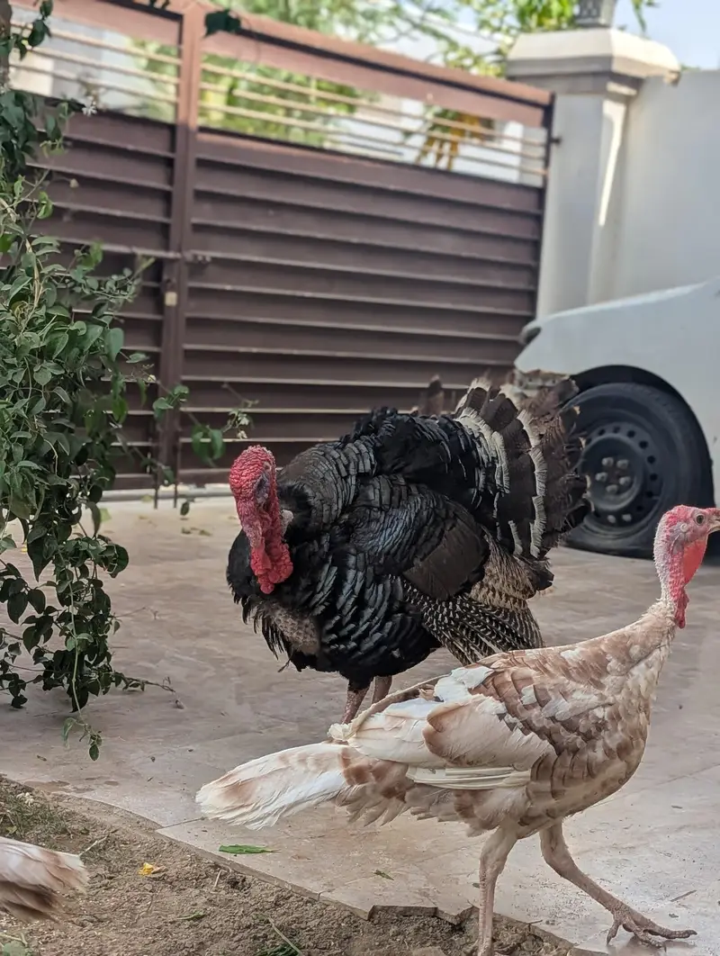 Turkey Breeder Jumbo Male — photo 7