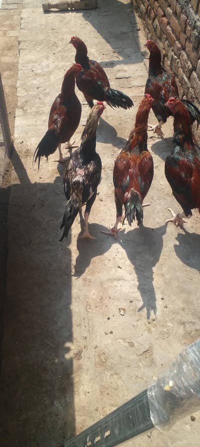 Aseel Lakha 5 male beautiful loving chicks for sale 15000 price one