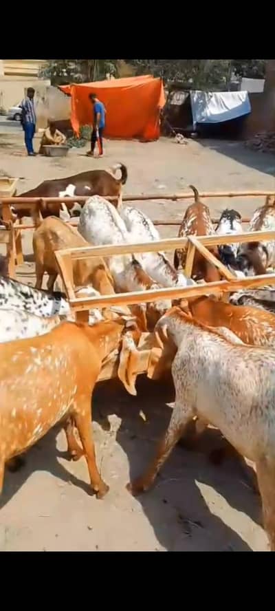 healthy and active goats available for qurbani