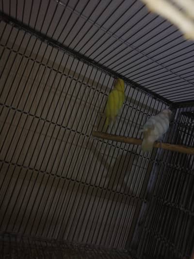 love bird with cage  sale