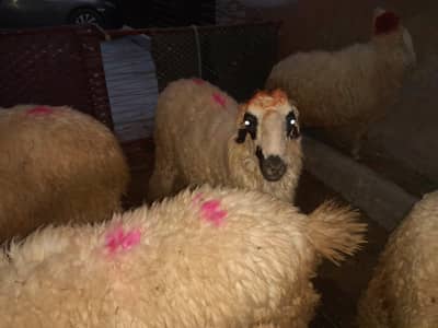 sheep's for sell