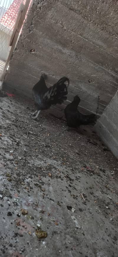 ayam cemani grey tounge a+ bread