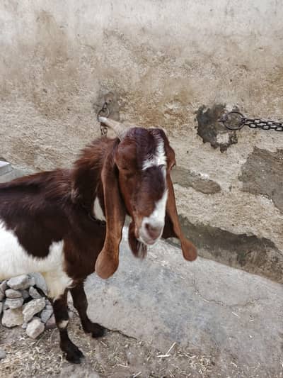 Bakra for sale