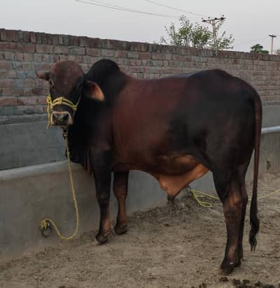 VERY BEAUTIFUL FULL brown