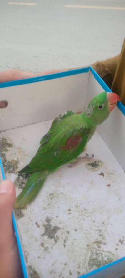 healthy and active parrot good play raw parrot