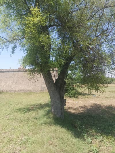 jand bear tree