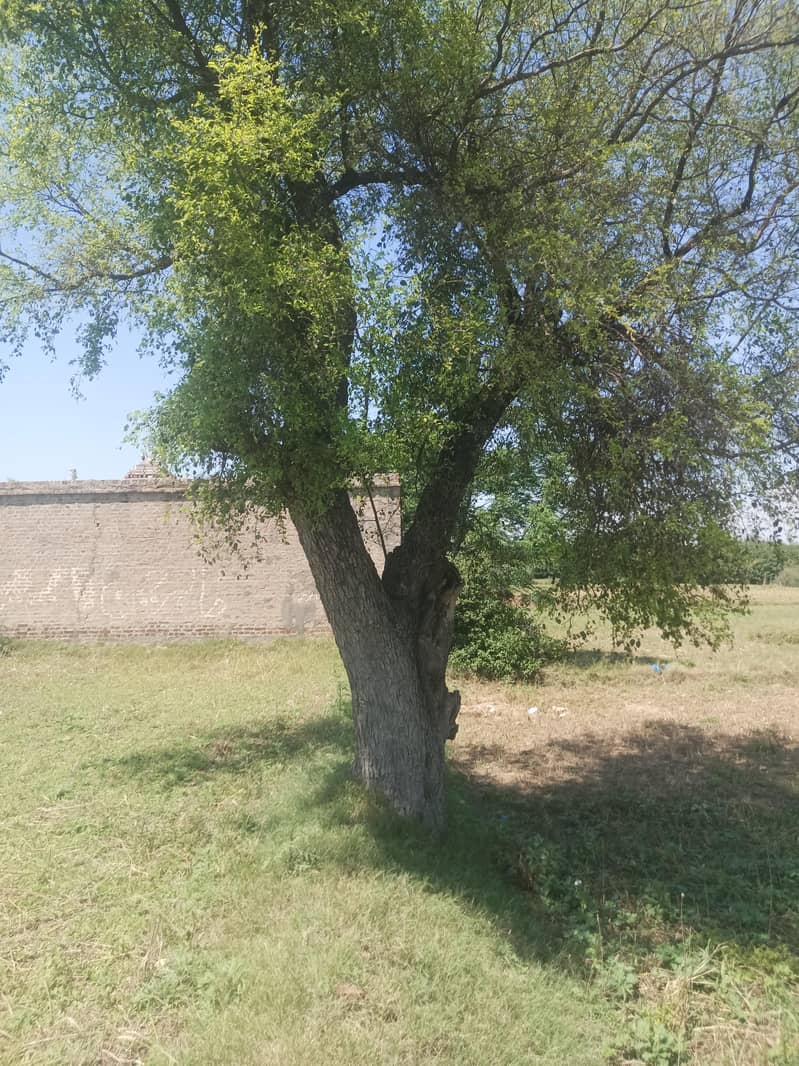 jand bear tree 0