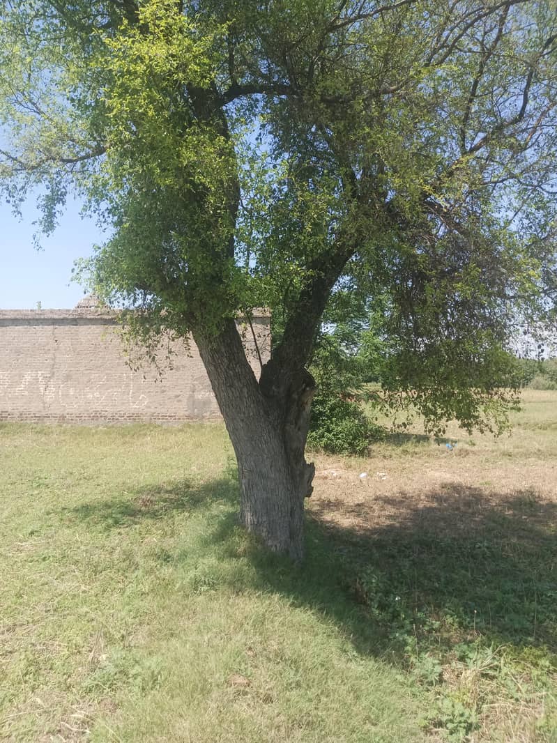 jand bear tree 1