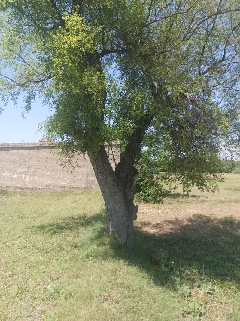 jand bear tree 2