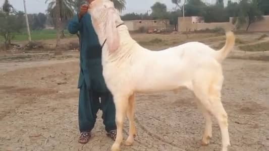 Rajanpuri Bakra For sale WhatsApp 0310,,6417,,029