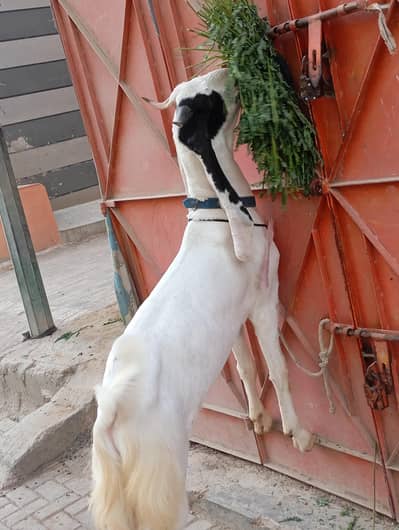 gulabi bakra 03134973915