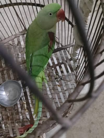 Breeder Female