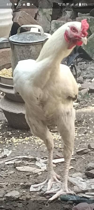 Aseel doglay male n females