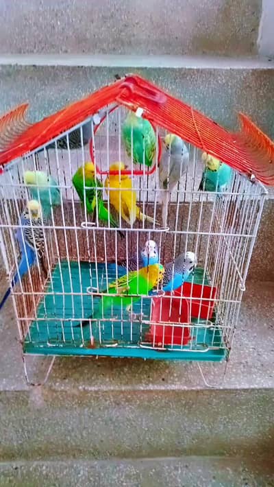 parrot for sale