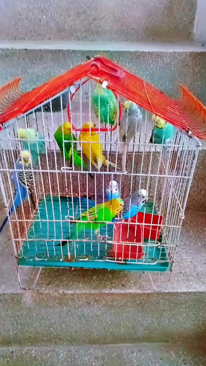 parrot for sale