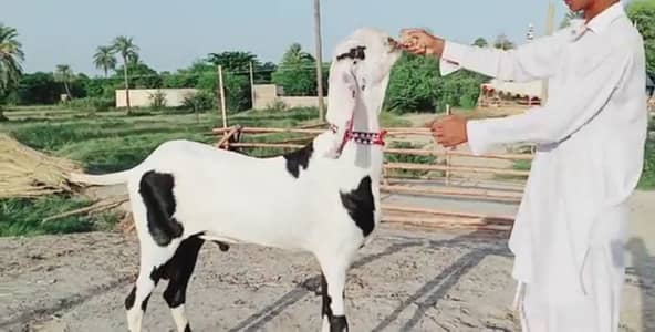 Rajanpuri Bakra For sale 03106417029