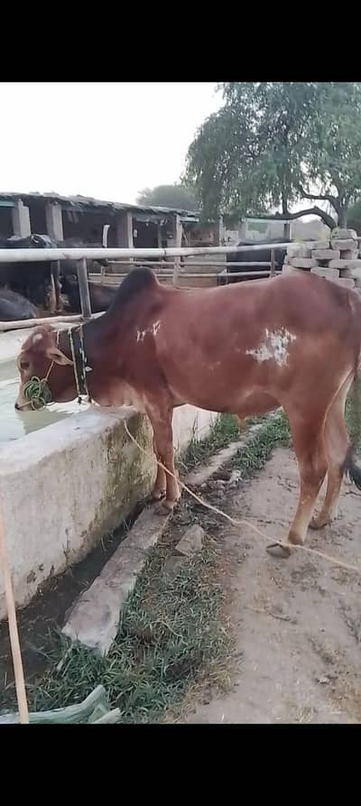 Cow for Qurbani 2026