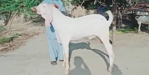 Qurbani lagwane wala Bakra For sale 03106417029