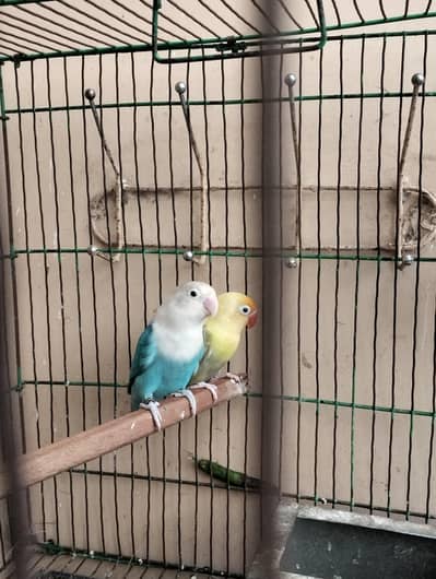 5500 both pairs breeder fertile pair