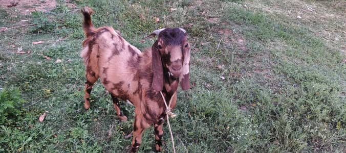 bkra or bakri for sale